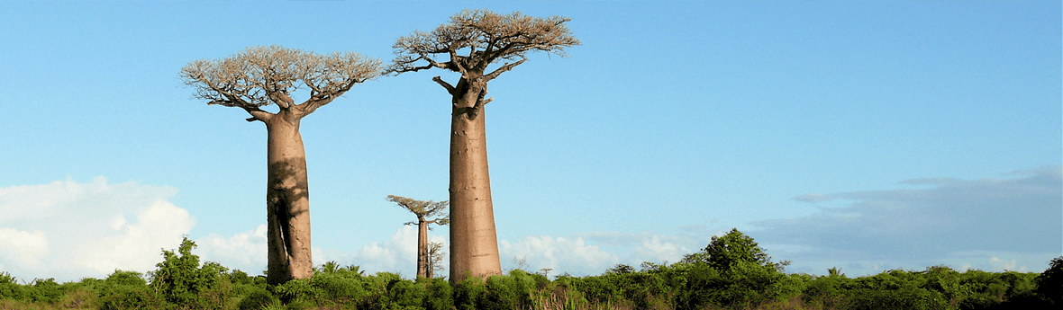 The Wonderful Secrets of Baobab Oil The Wonderful Secrets of Baobab Oil