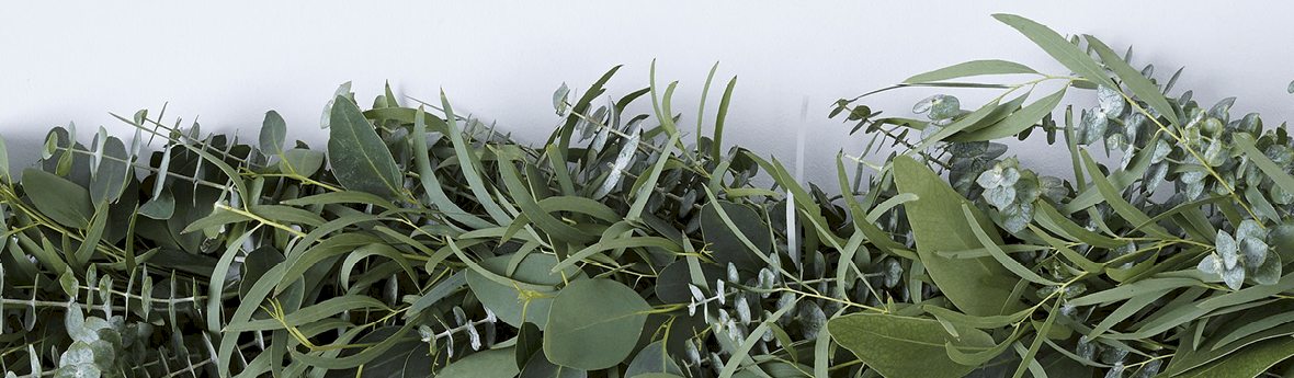 The Many Variations of Eucalyptus Oil The Many Variations of Eucalyptus Oil