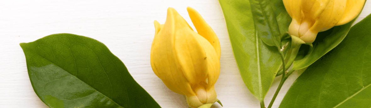 Ylang-Ylang Essential Oil Ylang-Ylang Essential Oil