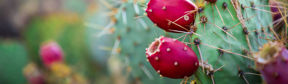 Remarkable Benefits of Prickly Pear Carrier Oil Remarkable Benefits of Prickly Pear Carrier Oil