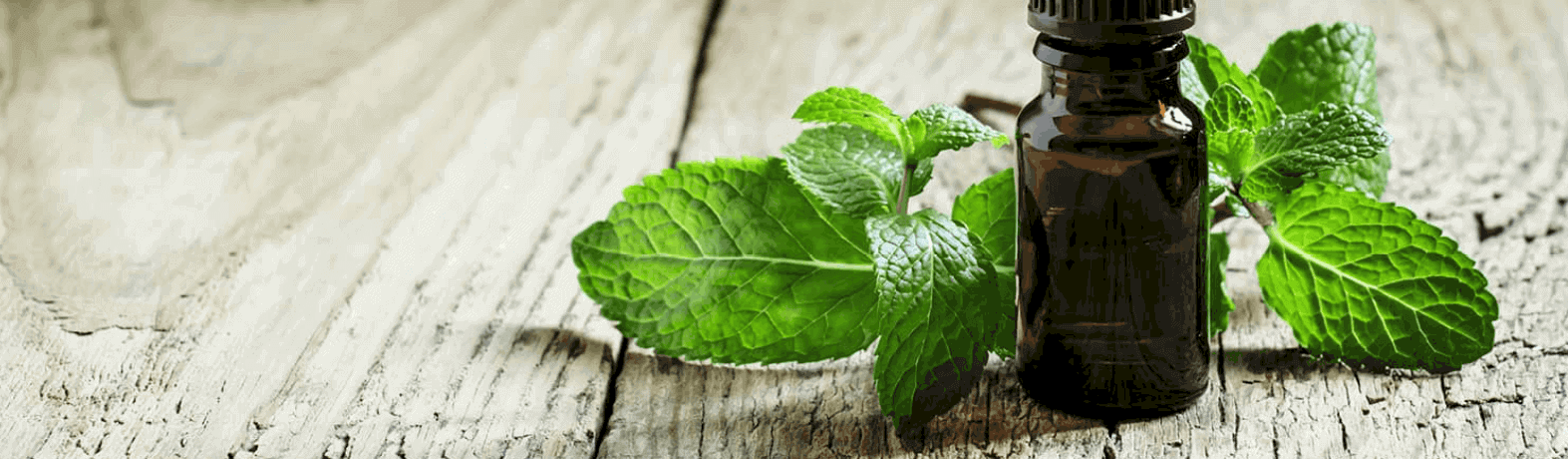 Refreshing Quality and Benefits of Spearmint Essential Oil Spearmint and Oil Bottle
