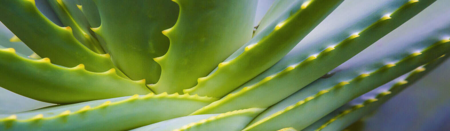 Versatile Aloe Vera Products and their Benefits Versatile Aloe Vera Products and their Benefits