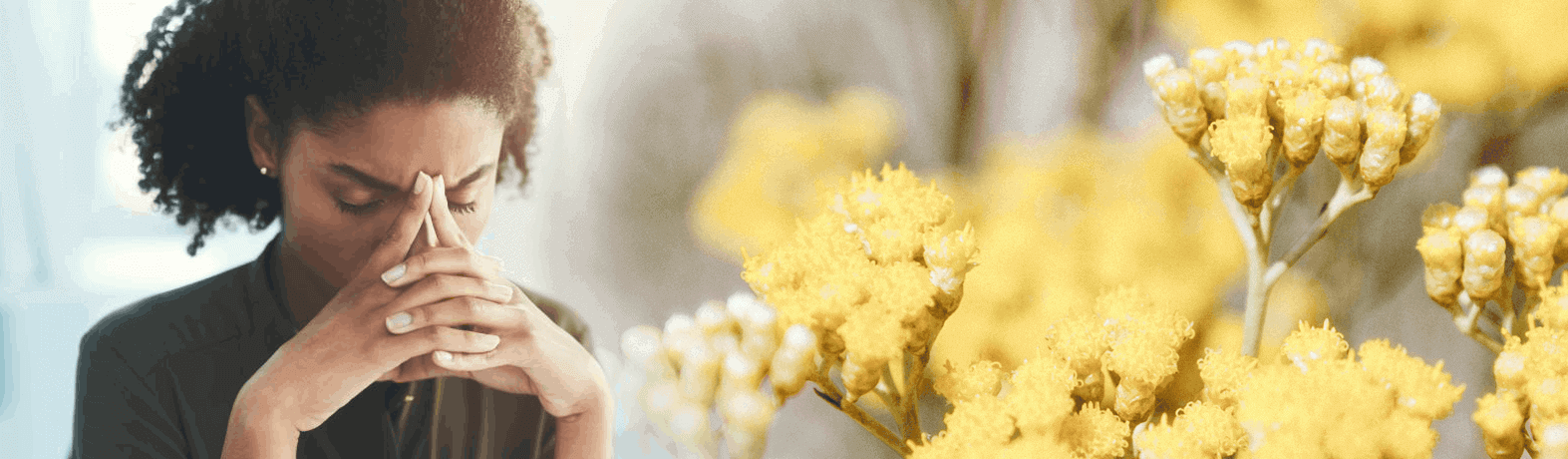 Helichrysum Splendidum Essential Oil Helichrysum Splendidum Essential Oil