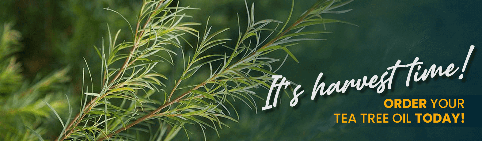 It's Harvest Time - Order Your Tea Tree Oil Today! It's Harvest Time - Order Your Tea Tree Oil Today!