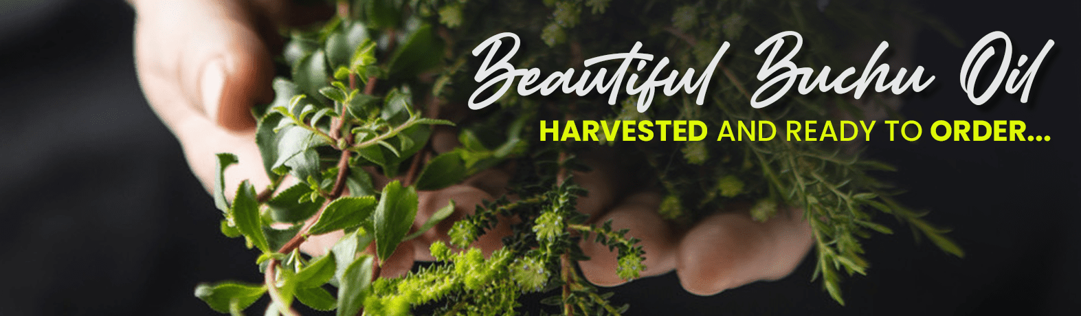 It's Harvest Time - Order Your Tea Tree Oil Today! Buchusale