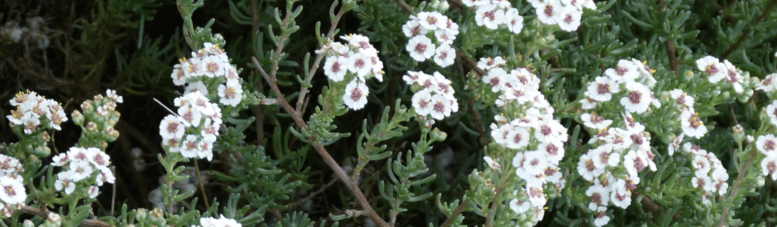 Sweet, Cool & Healing: The Benefits of Buchu Oil chamomilecape