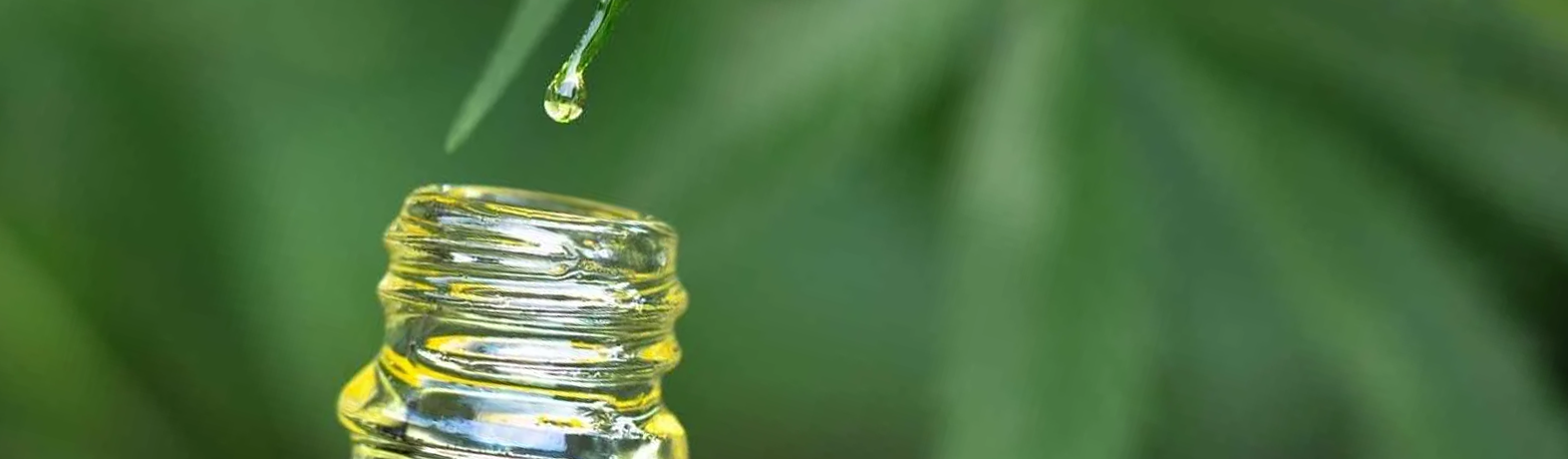 Sweet, Cool & Healing: The Benefits of Buchu Oil