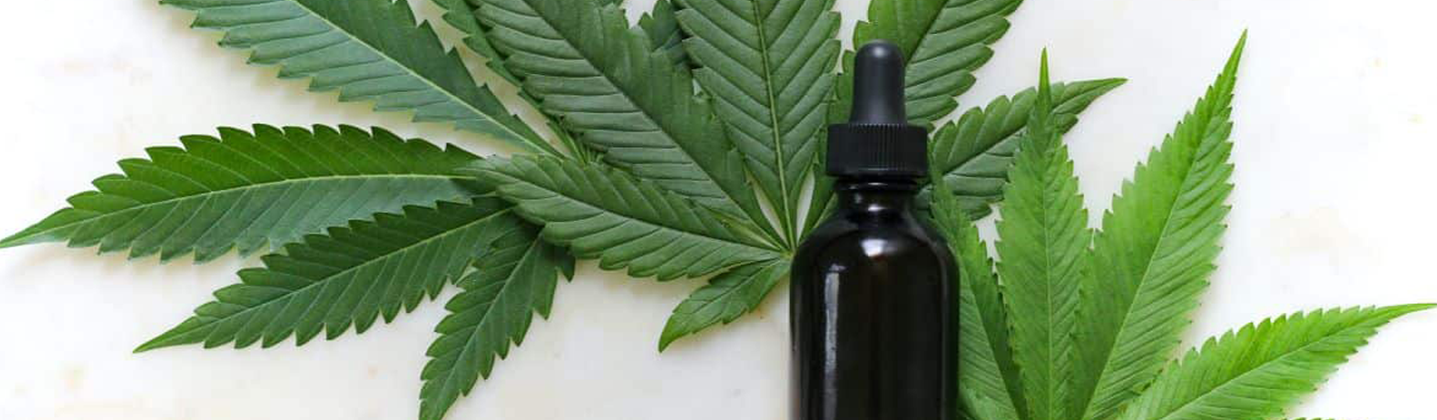 Sweet, Cool & Healing: The Benefits of Buchu Oil