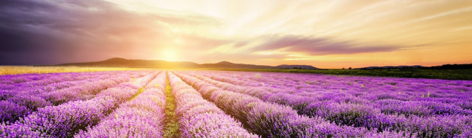 Sweet, Cool & Healing: The Benefits of Buchu Oil