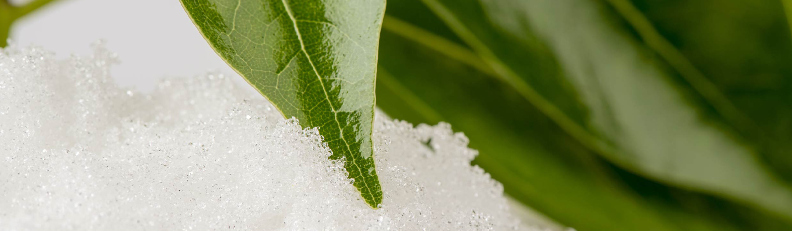 Sweet, Cool & Healing: The Benefits of Buchu Oil
