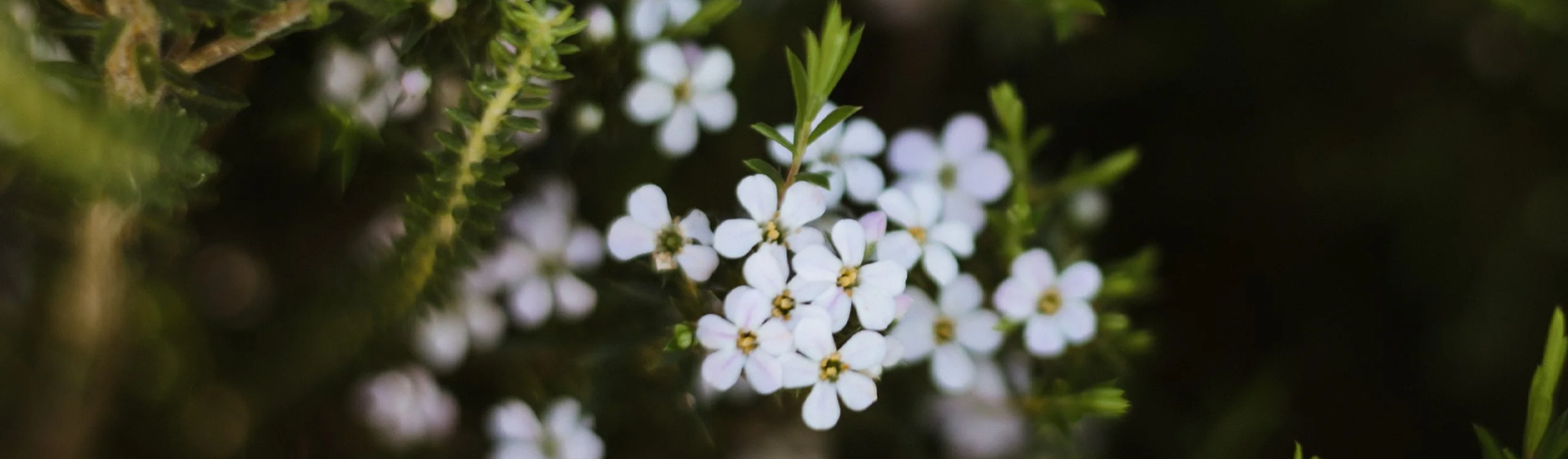 Sweet, Cool & Healing: The Benefits of Buchu Oil