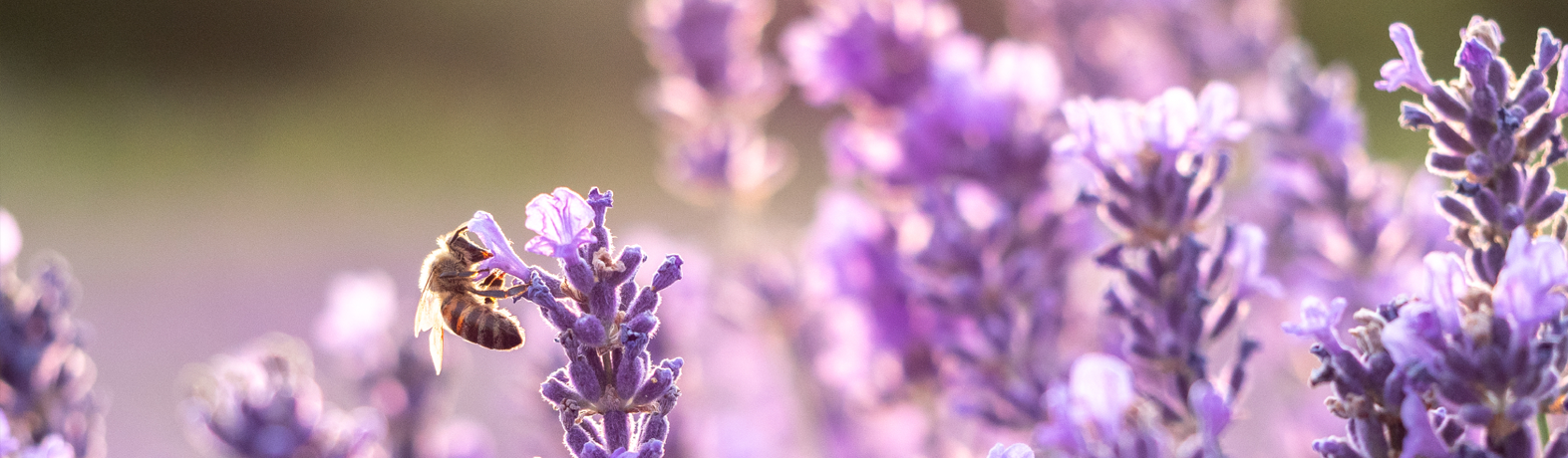 Sweet, Cool & Healing: The Benefits of Buchu Oil